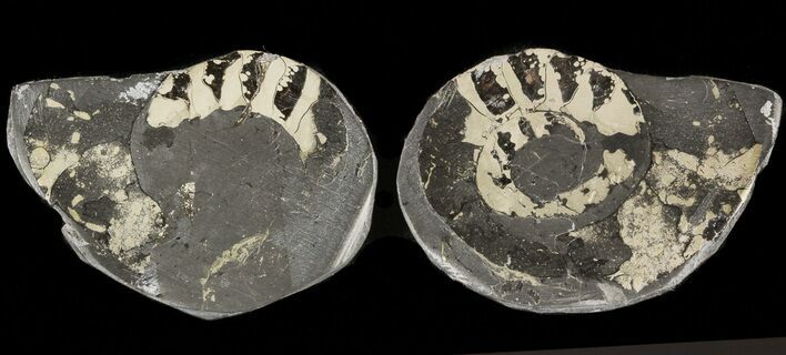 Pyritized Ammonite Fossil Pair #48058